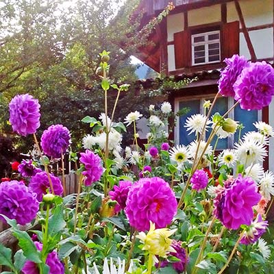 Unser herrlicher Bauerngarten