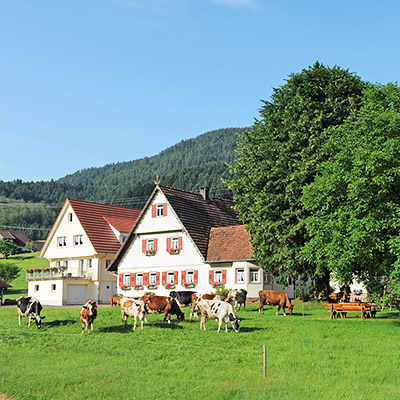 Herzlich willkommen auf dem Brujosenhof